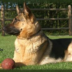 Schæferhund Holmgårs Soffie