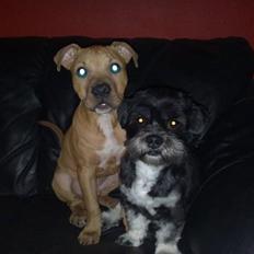 Blanding af racer Macho 