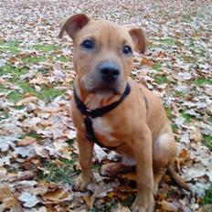 Blanding af racer Macho 