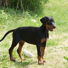 Dobermann Dobergaarden F Chikita