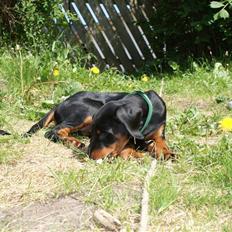 Dobermann Dobergaarden F Chikita