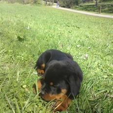 Rottweiler (Zakoda) Tyson