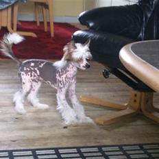 Chinese crested hårløs Soldalens Shuh Sze/Marley