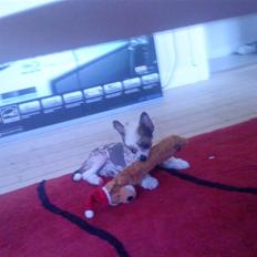 Chinese crested hårløs Soldalens Shuh Sze/Marley