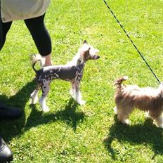 Chinese crested hårløs Soldalens Shuh Sze/Marley