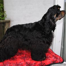 Amerikansk cocker spaniel "Baby"