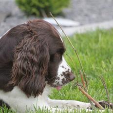 Engelsk springer spaniel Athene F.T.