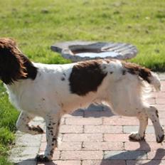 Engelsk springer spaniel Athene F.T.