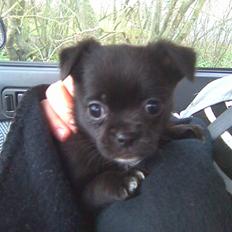 Blanding af racer Aya