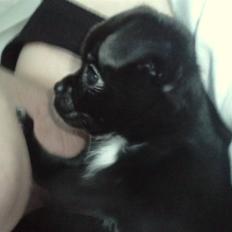 Blanding af racer Aya