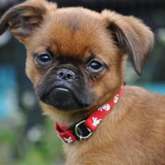 Griffon petit brabancon Fie