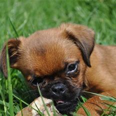 Griffon petit brabancon Fie