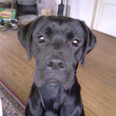 Blanding af racer Kira