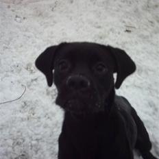 Blanding af racer Kira