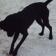 Blanding af racer Kira