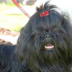 Shih tzu Raven aka DIVAEN. 