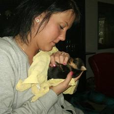 Yorkshire terrier Messi