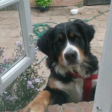 Berner sennenhund Bella 