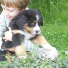 Berner sennenhund Bella 