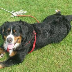 Berner sennenhund Bella 