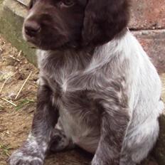 Kleiner münsterländer Løvmosen´s Tikka