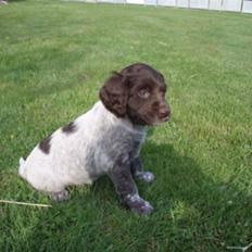 Kleiner münsterländer Løvmosen´s Tikka