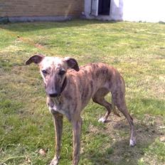 Whippet coastwind rider madonna 