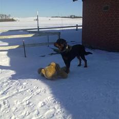 Rottweiler Heitah`s Rolex