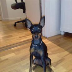 Dvaergpinscher Stella