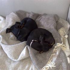 Dvaergpinscher Stella