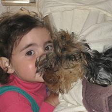 Yorkshire terrier Madonna ( Donna pigen )