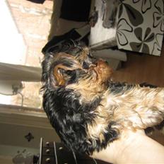 Yorkshire terrier Madonna ( Donna pigen )