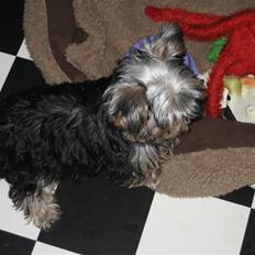 Yorkshire terrier Madonna ( Donna pigen )