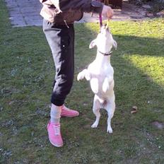 Jack russell terrier Pjevs.