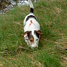 Jack russell terrier Oskar