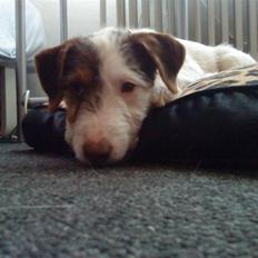 Jack russell terrier Oskar