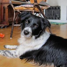 Blanding af racer Border Collie Milo