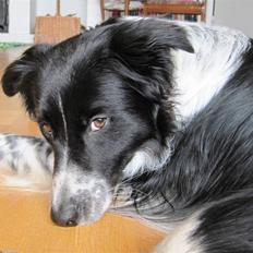 Blanding af racer Border Collie Milo
