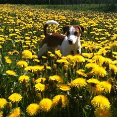 Dansk svensk gaardhund Charlie