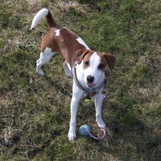 Dansk svensk gaardhund Charlie