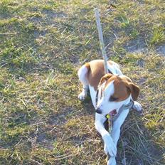 Dansk svensk gaardhund Charlie