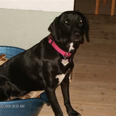 Blanding af racer Dolly