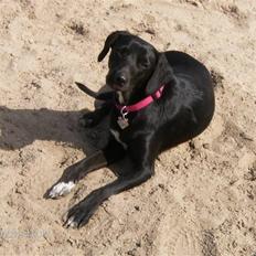 Blanding af racer Dolly