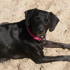 Blanding af racer Dolly