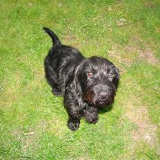 Blanding af racer ægte gravlab Emma :0)