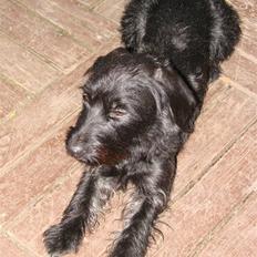 Blanding af racer ægte gravlab Emma :0)