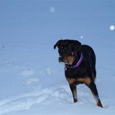 Rottweiler MICKA