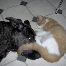 Blanding af racer Trunte