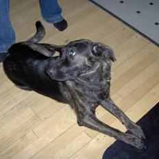 Blanding af racer Trunte