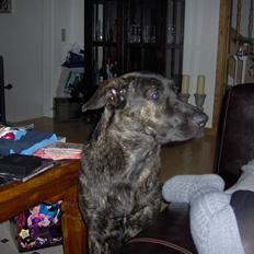 Blanding af racer Trunte